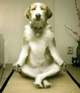 This meditative dog could teach me a thing or two about fulfillment.